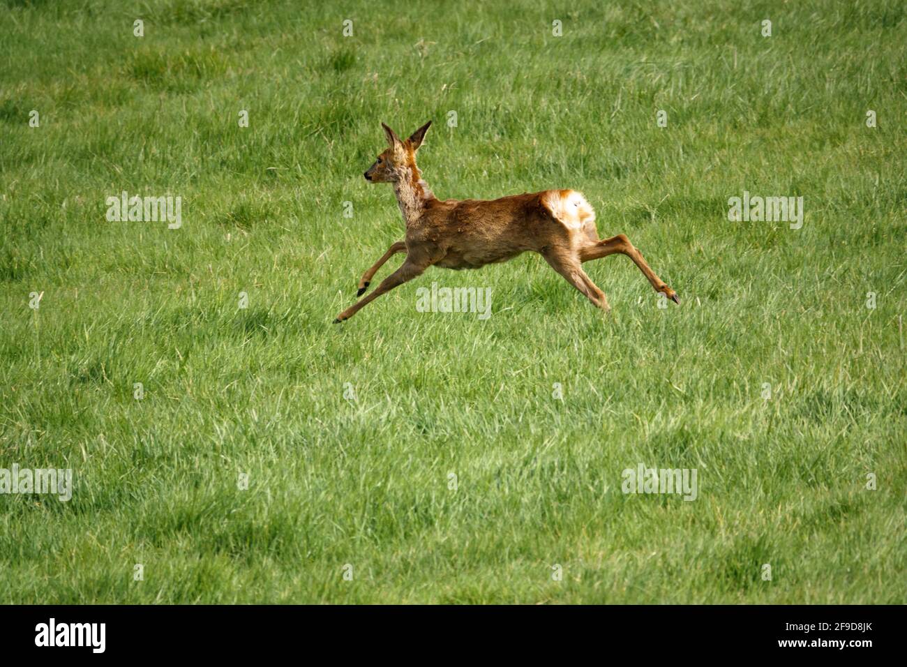 wild Roe Deer running, jumping and prancing on Salisbury Plain, North