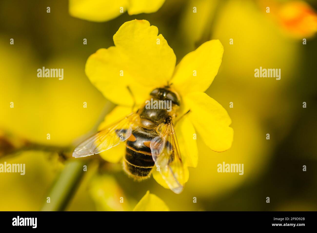 Bees in collecting honey on tiny yellow flowers of winter jasmine-Jasminum nudiflorum. Stock Photo