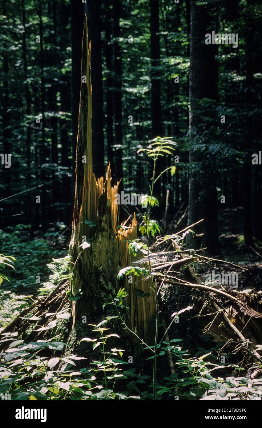 Deadwood of fallen trees is left to rot in the National Park zone of