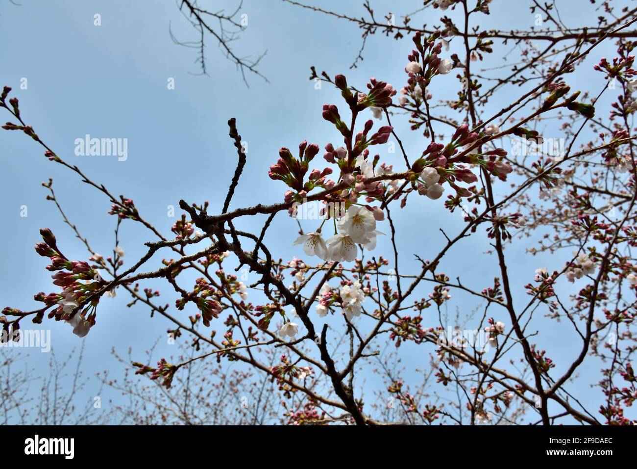Beautiful cherry blossoms jinhae hi-res stock photography and images ...