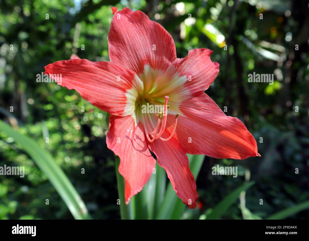 Side angle view of a large red wild onion flower in the garden Stock Photo