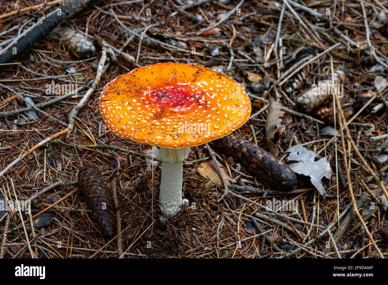 The red poisonous mushroom boletus in the forest Stock Photo
