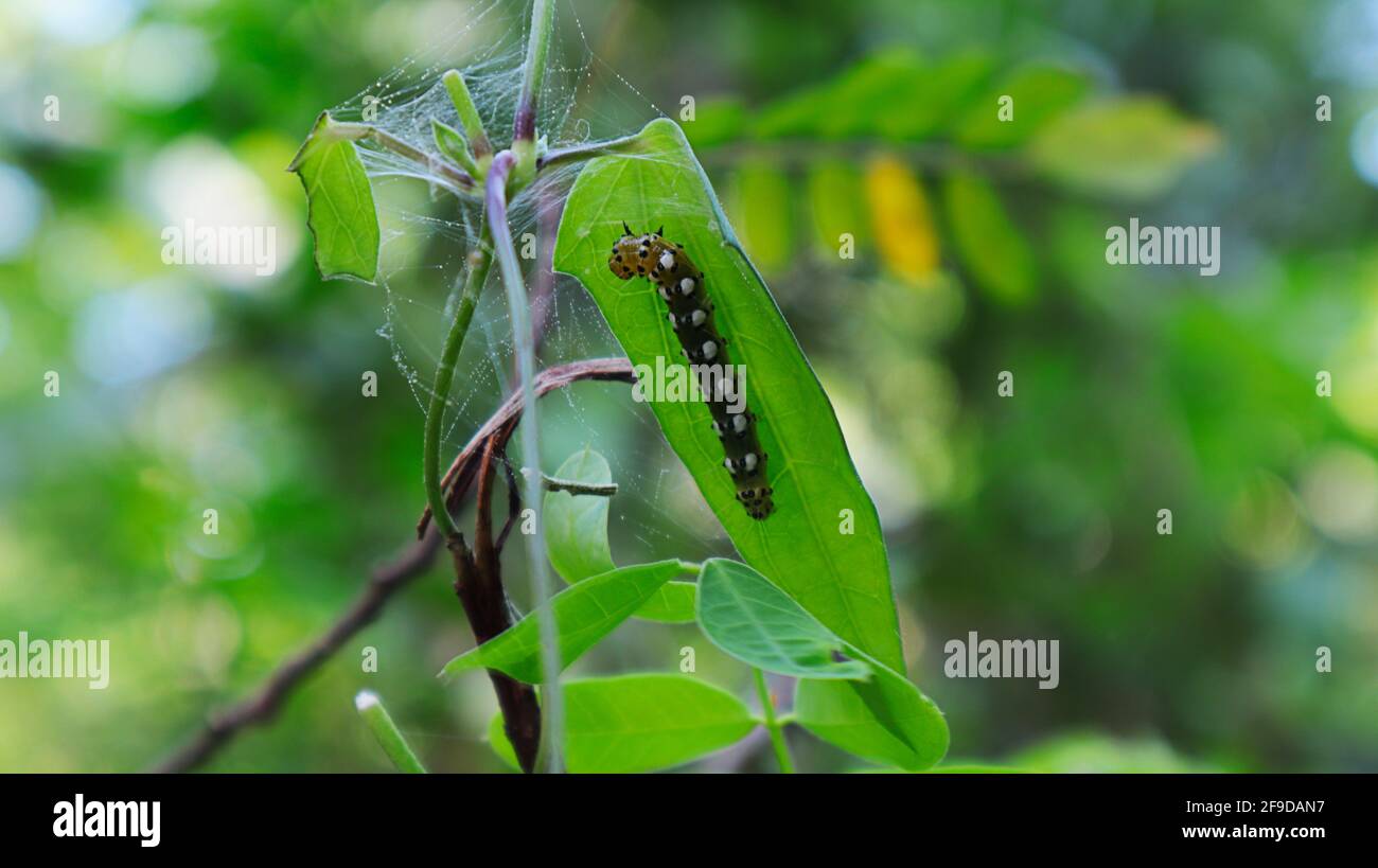 Close up of a caterpillar with black and white dots on the inside of a ...