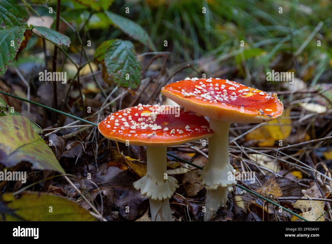 The red poisonous mushroom boletus in the forest Stock Photo