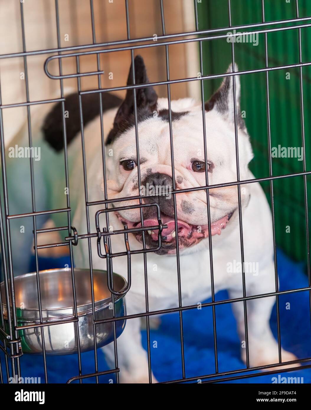 French clearance bulldog cage