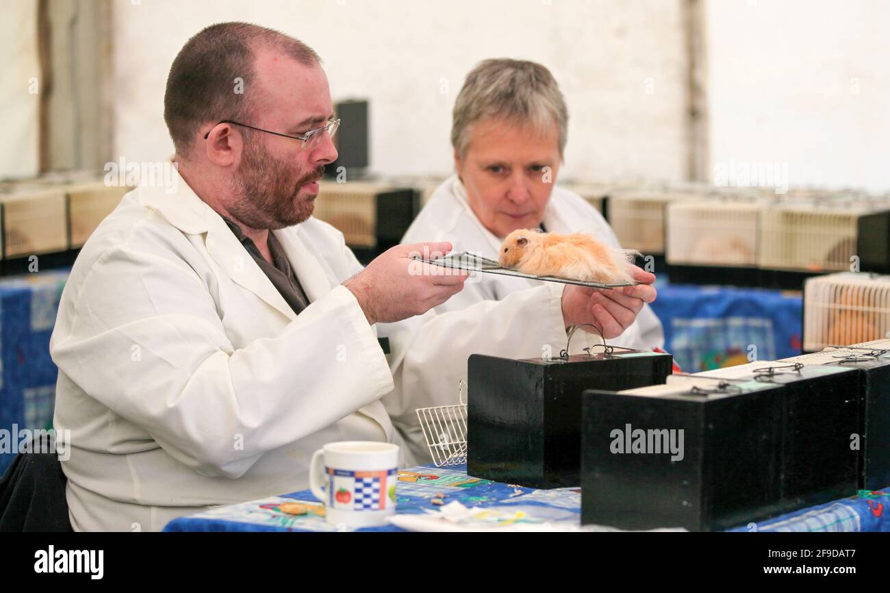 Judges examine a Hamster at a Hamster show Stock Photo