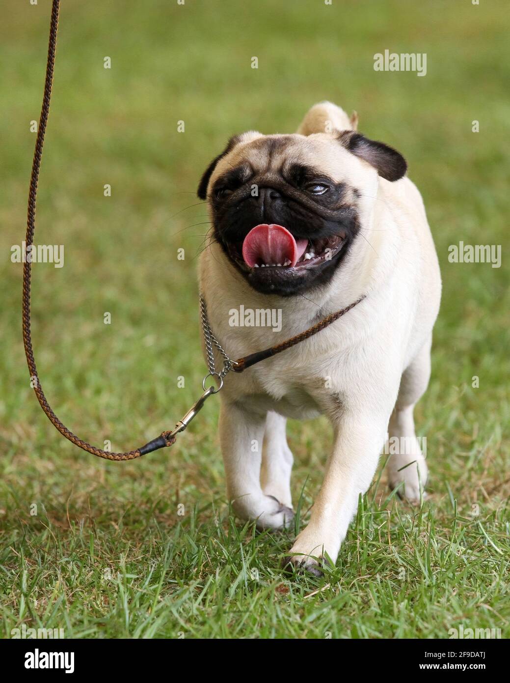 Hot Pug Stock Photo