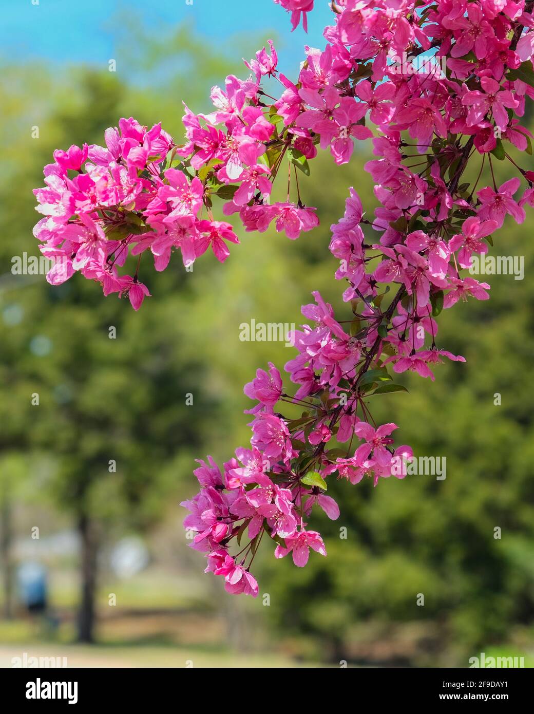 Prairie Rose crabapple; Malus loensis, closeup of a branch with rose colored blooms. Kansas, USA. Stock Photo