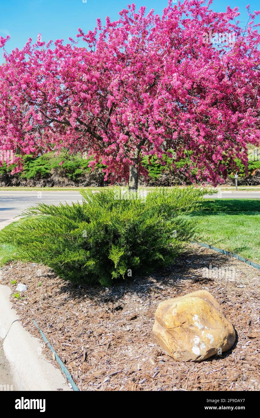 Prairie Rose crabapple; Malus loensis;blooming in a garden landscaping with a juniper shrub in the spring. Kansas, USA. Stock Photo