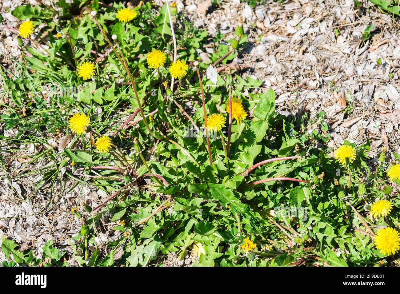 Common dandelions, T. officinal Common dandelions, T. officinale, in the flowering stage during spring. All parts of the plant are edible. Kansas, USA Stock Photo