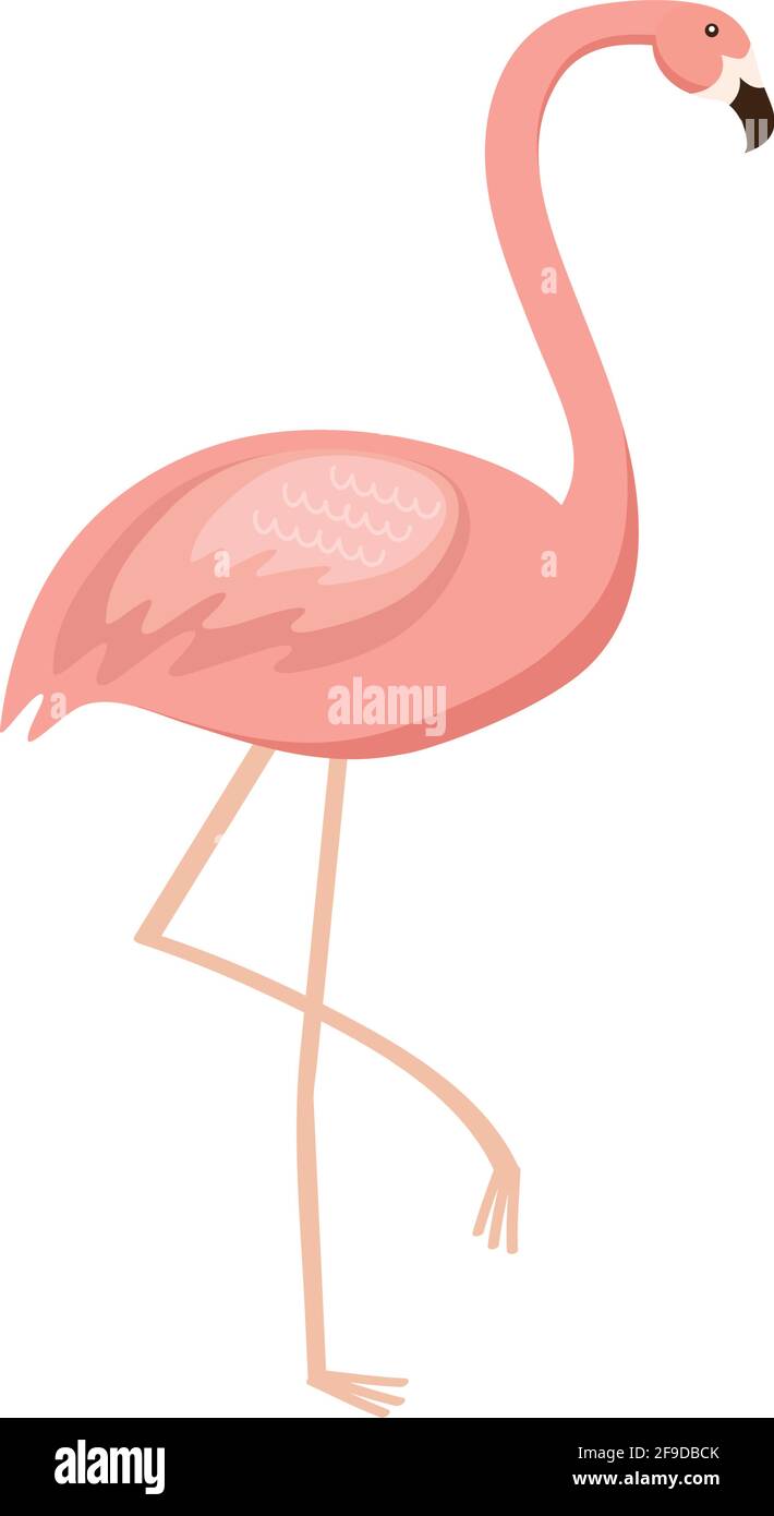 flamingo exotic bird Stock Vector Image & Art - Alamy