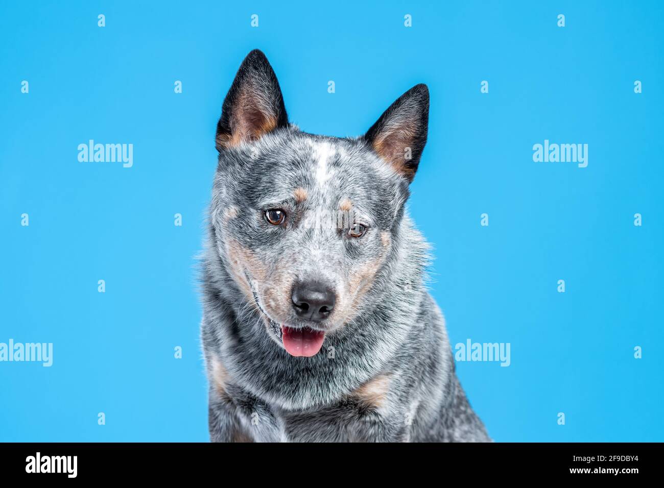 Australian Cattle Dog Umbrella - Grey Australian Cattle Dog Umbrella - Grey