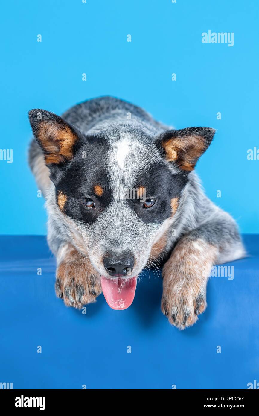 Little puppy of blue heeler or australian cattle dog lying down against blue background with tongue out Stock Photo