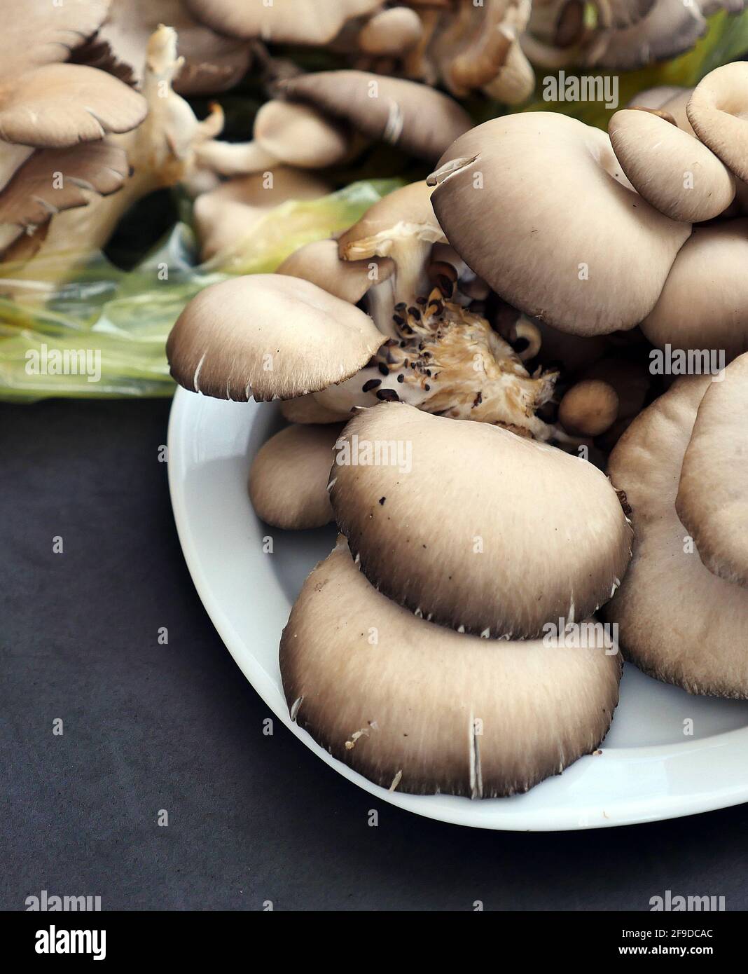 fresh oyster mushroom, oyster mushroom with high nutritional value