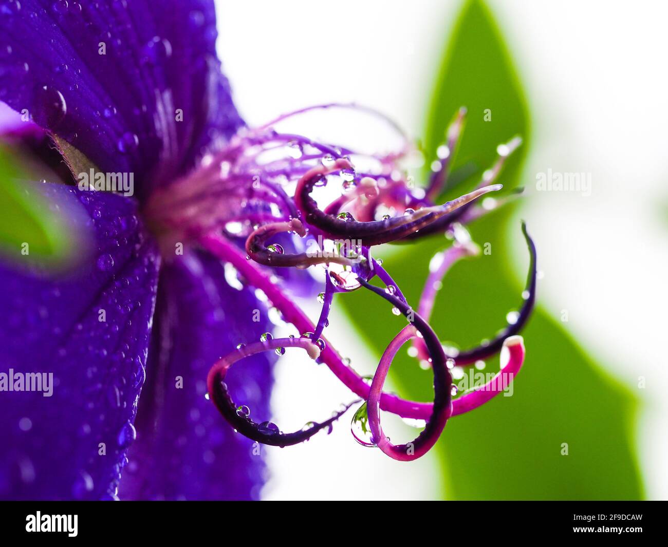 Water drops on flowers, macro of a tangled mess of curly stamens of a purple Tibouchina flower covered in raindrops, Australian coastal garden Stock Photo