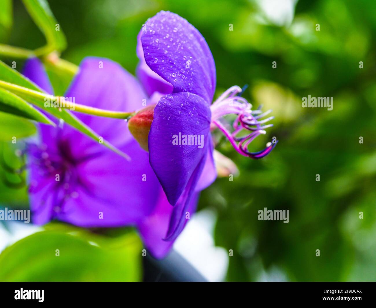 Closeup of the Large Purple petals of a Tibouchina flower covered in raindrops Stock Photo
