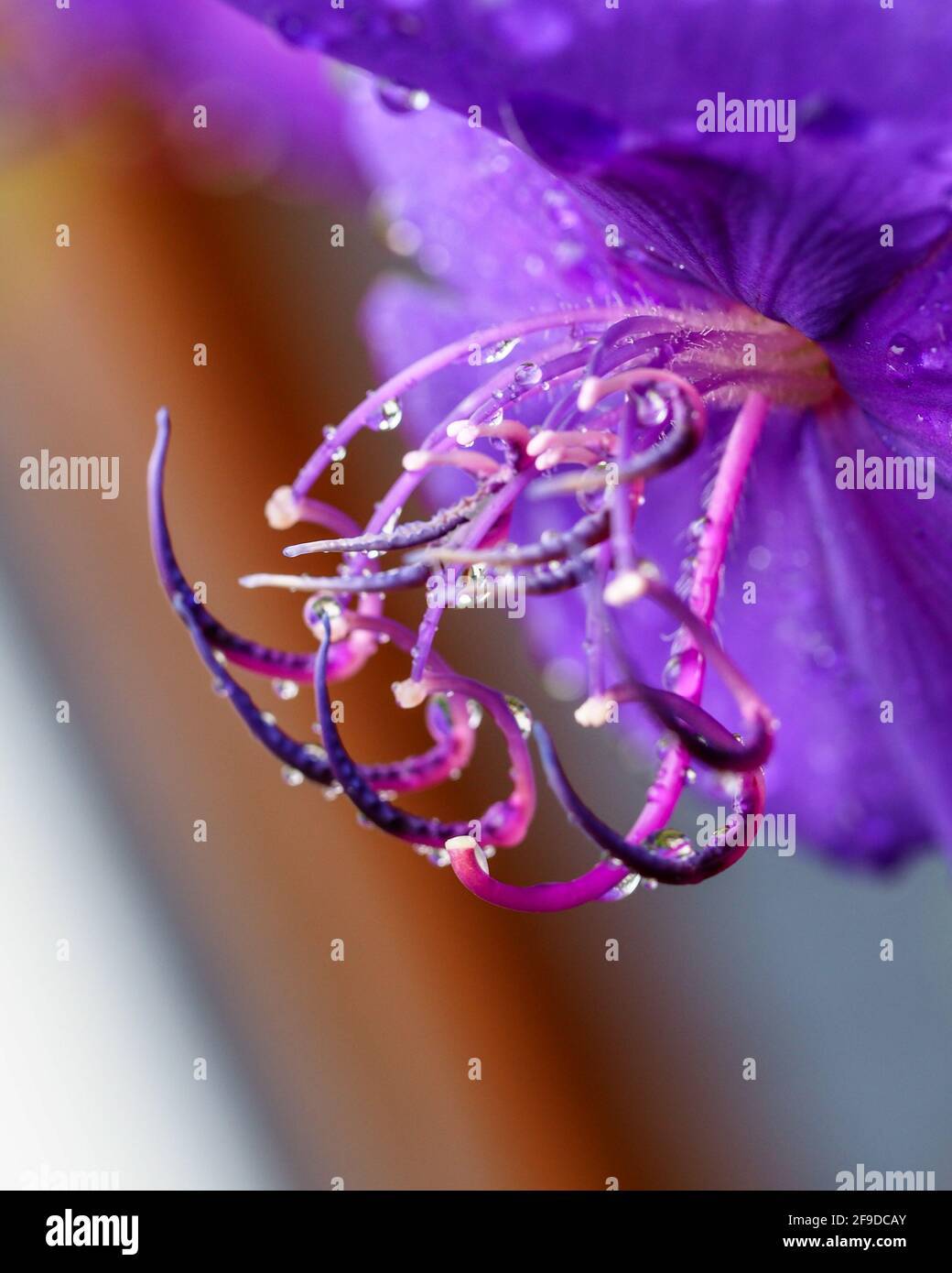 Water drops on flowers, macro of a tangled mess of curly stamens of a purple Tibouchina flower covered in raindrops, Australian coastal garden Stock Photo