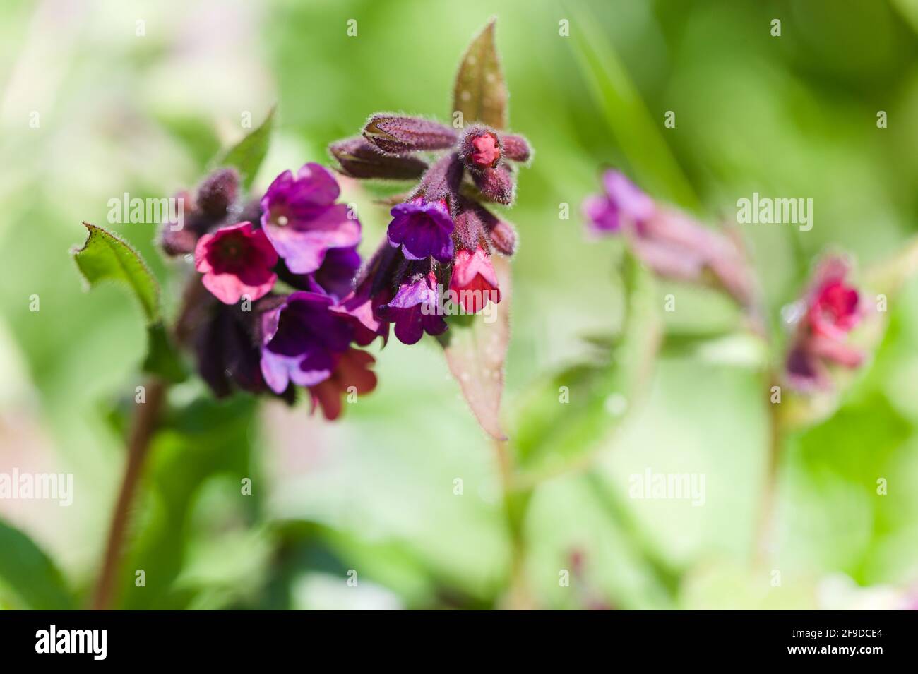 View of Fresh blooms of  Lungwort plants (Pulmonaria spp.) growing in  mid-spring, Essex, Britain Stock Photo