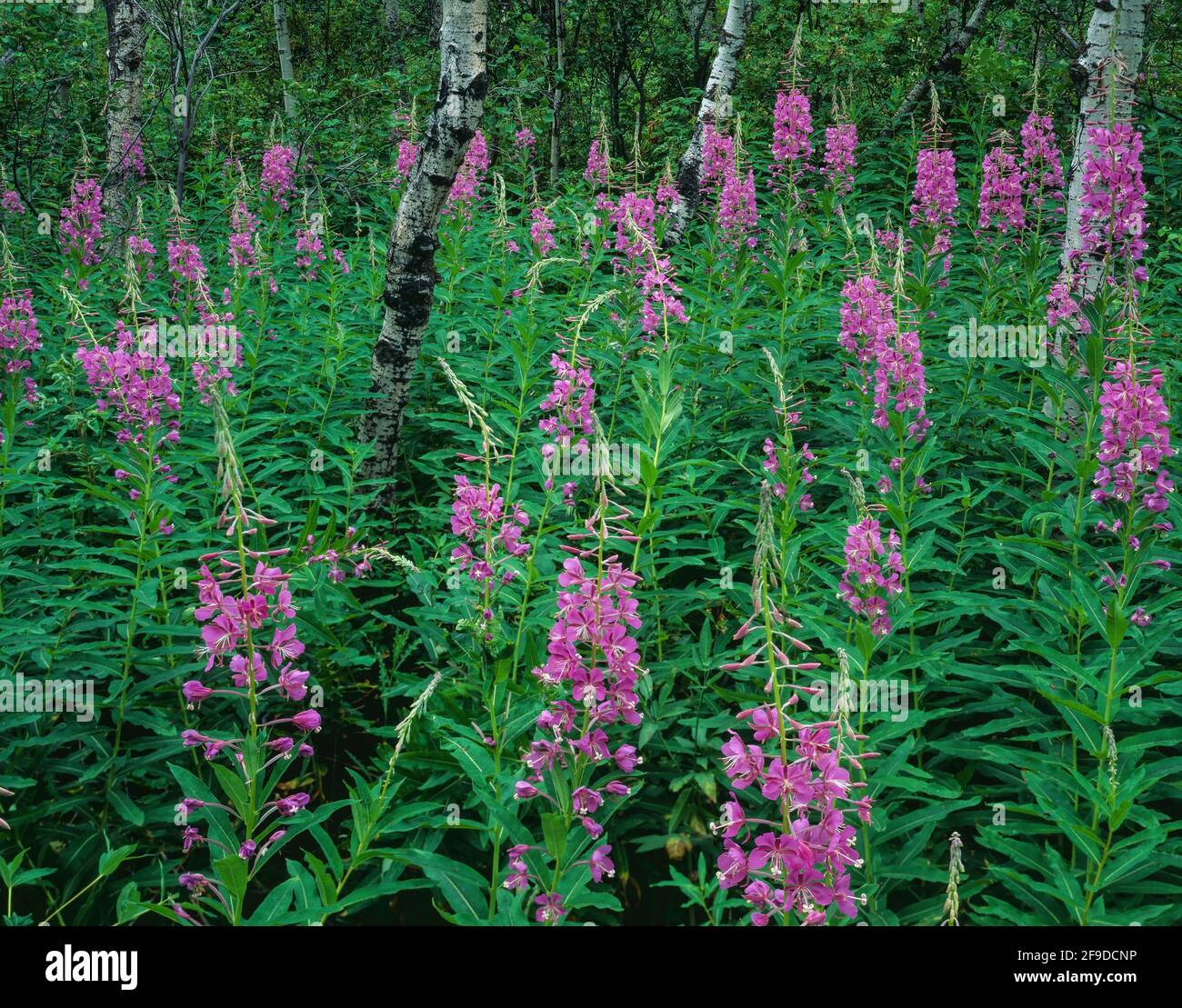 Glacier National Park  MT / AUG A dense stand of fireweed flourishes amid trunks of young aspen. Stock Photo
