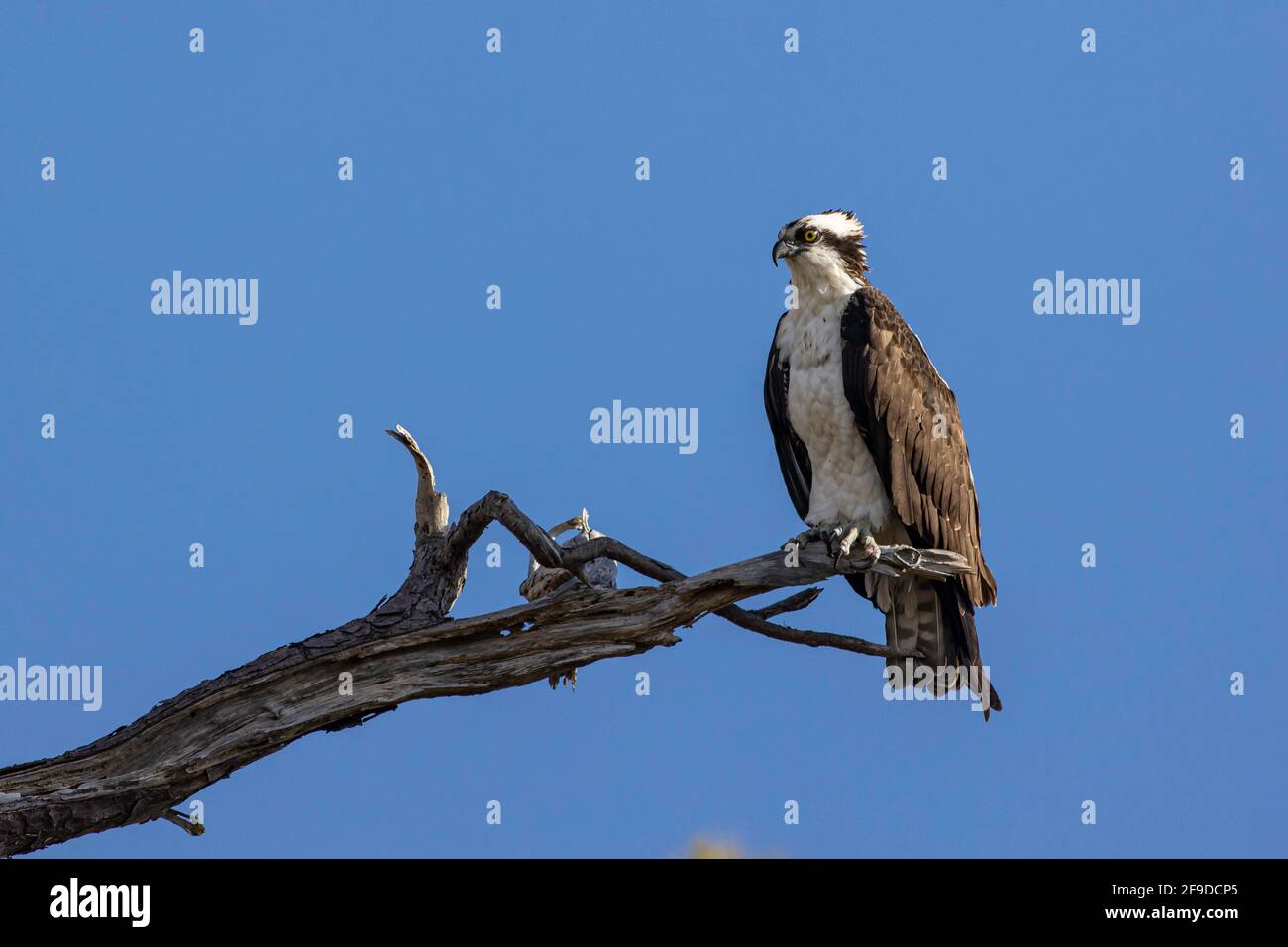 Osprey - Pandion haliaetus Stock Photo