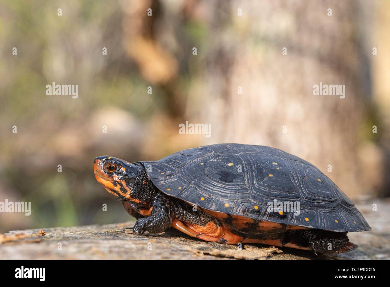 Spotted turtle - Clemmys guttata Stock Photo