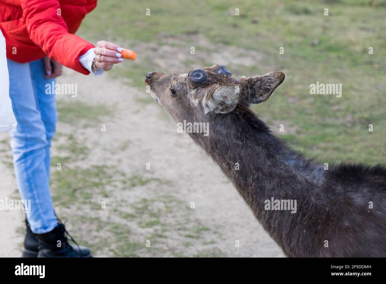 Sika looking for food from visitors to the parkland in Knole, Kent Stock Photo