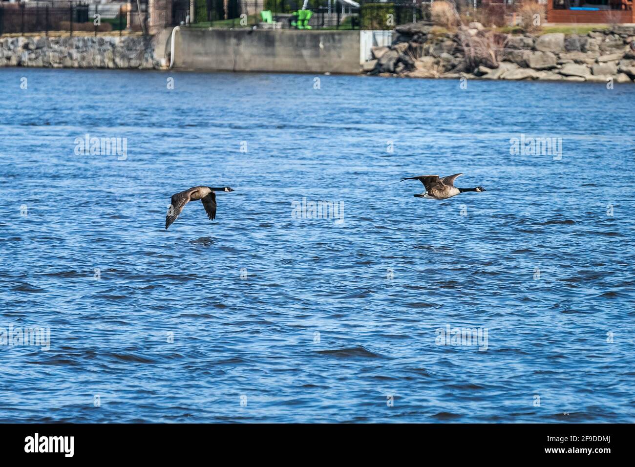 A Couple of Canada Geese Flying Low Above The Water Surface Stock Photo