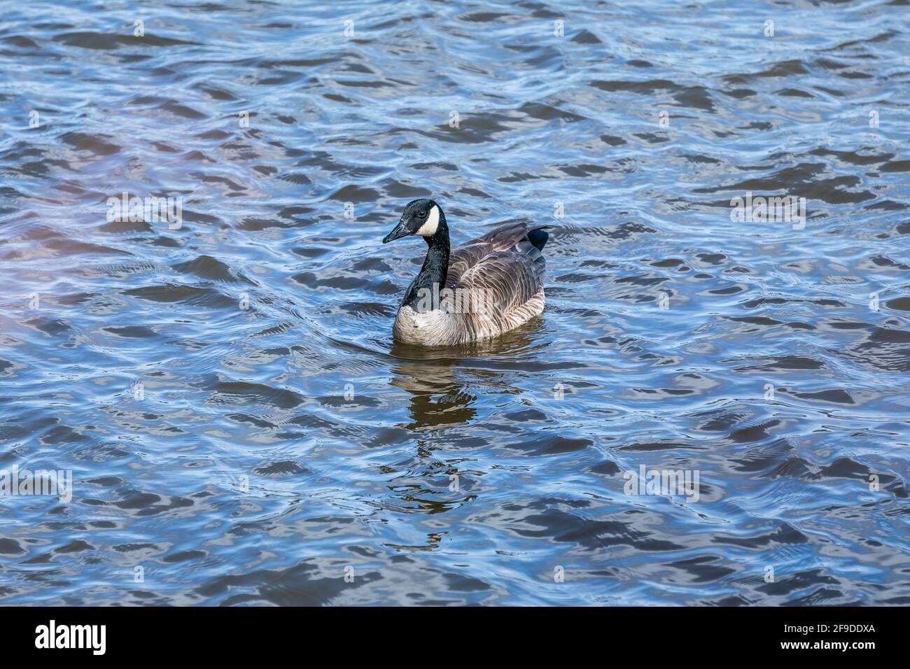 Canada goose swimming in the river Stock Photo