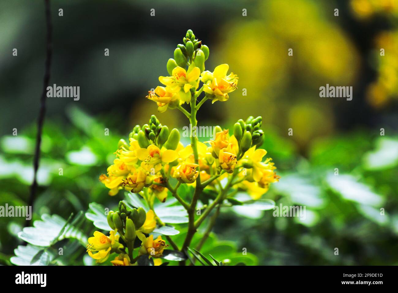 Be patient with growth Stock Photo