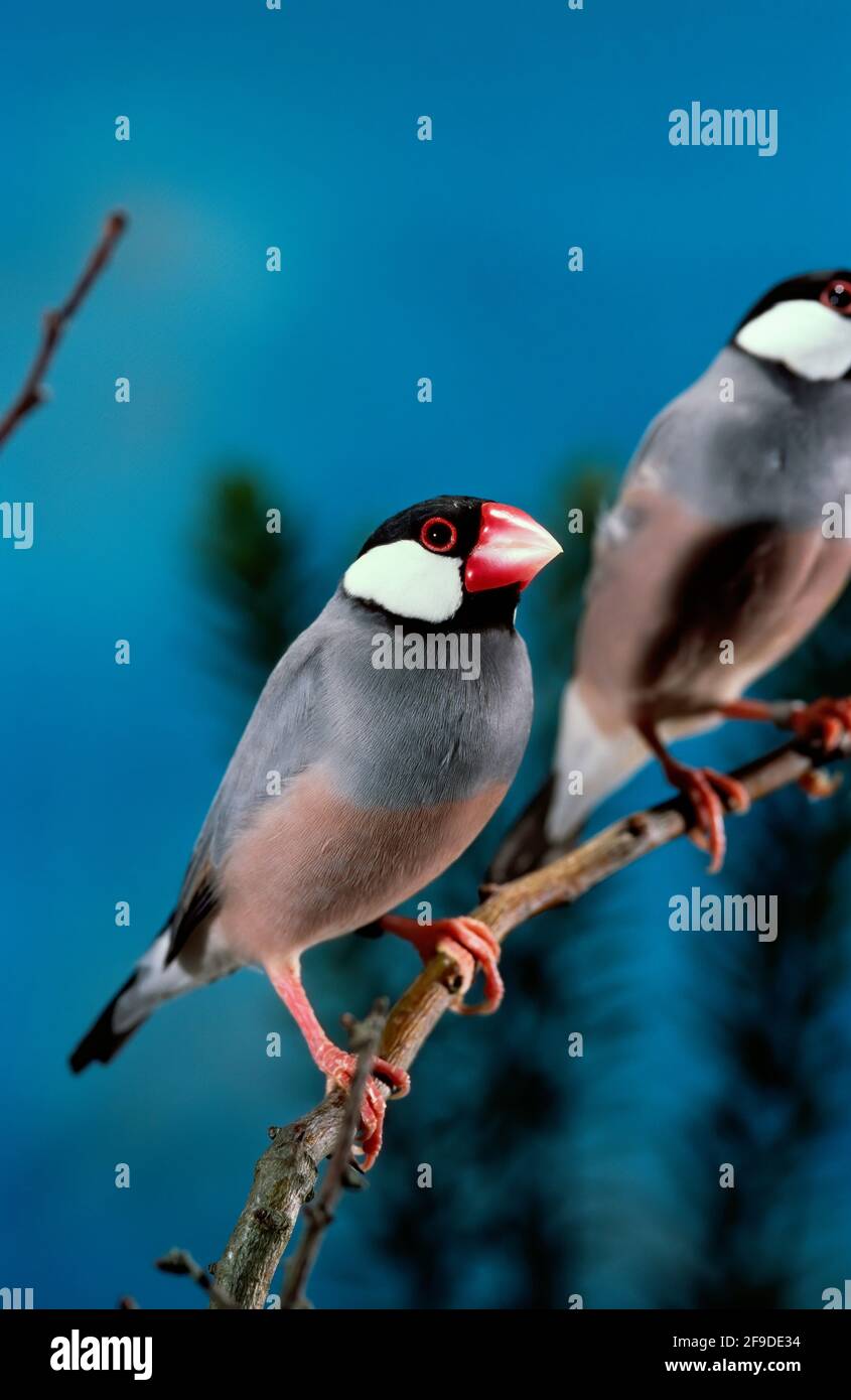 Sparrow Cage High Resolution Stock Photography and Images - Alamy