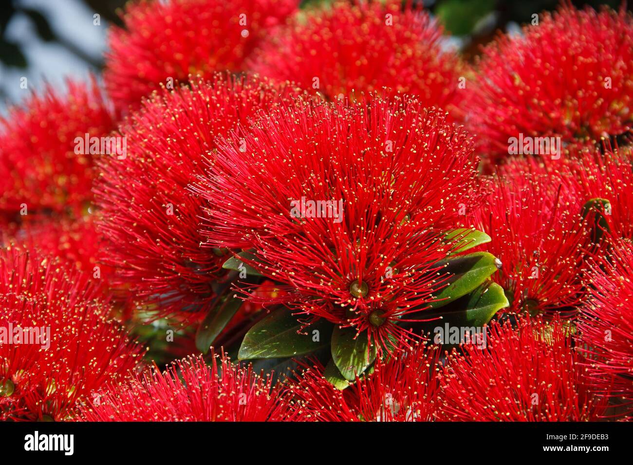 Metrosideros excelsa, red flower from New Zealand Stock Photo
