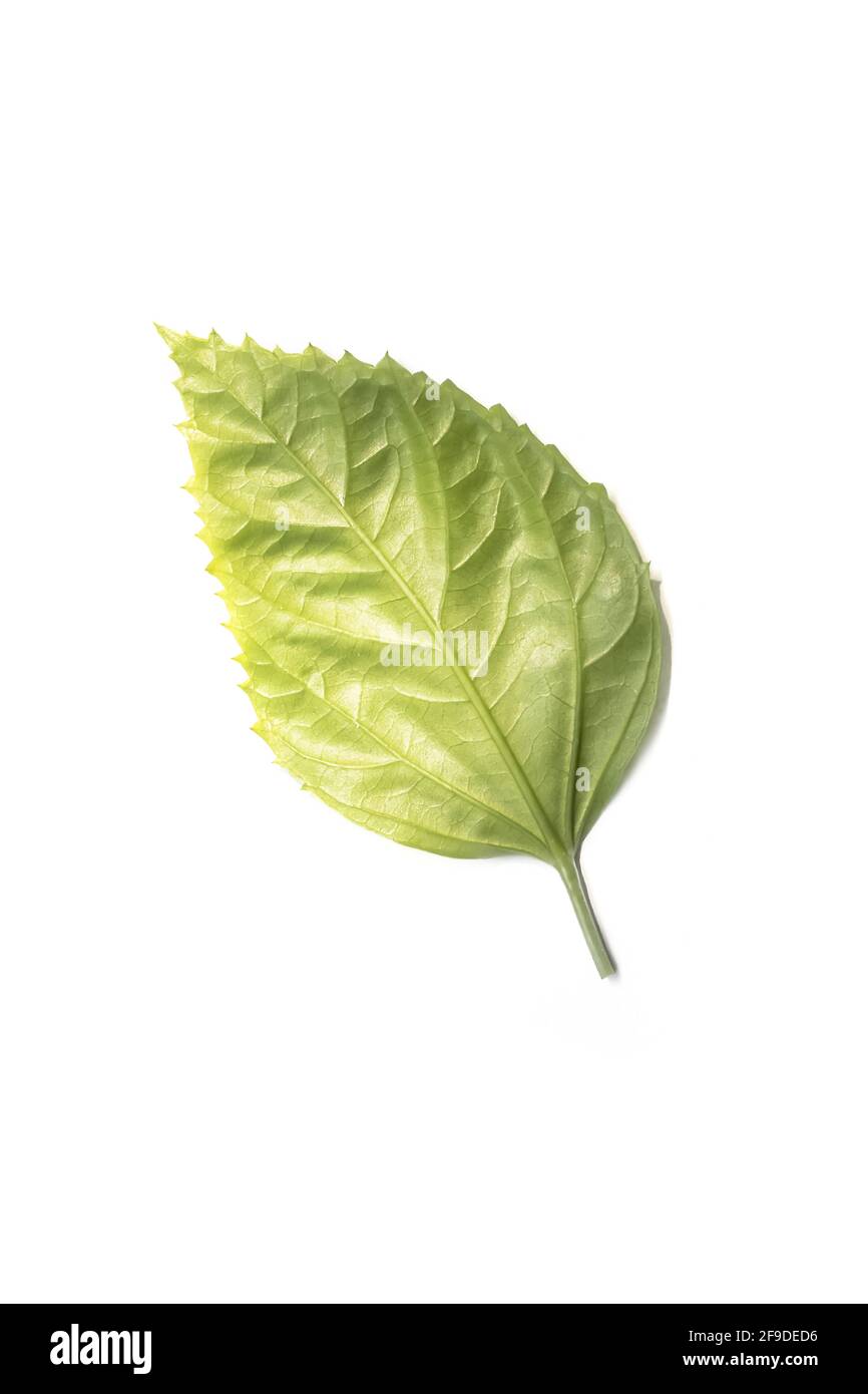 A vertical shot of a single spear shaped leaf on a plain white background Stock Photo