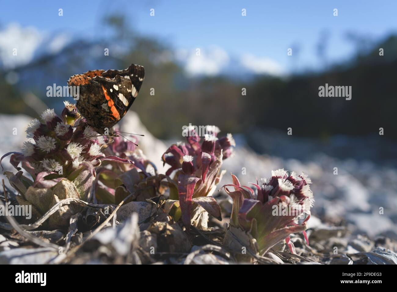 Red Admiral butterfly - Vanessa atalanta - sitting on purple blooming thistle in alpine landscape, Austria Stock Photo
