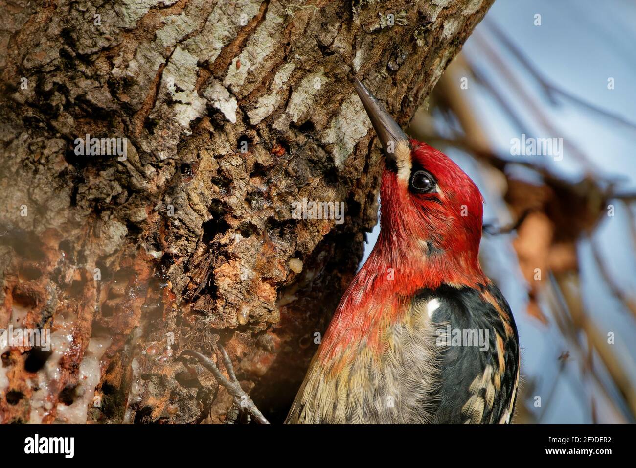A closeup of a beautiful red-headed warbler bird beaking at the bark of ...