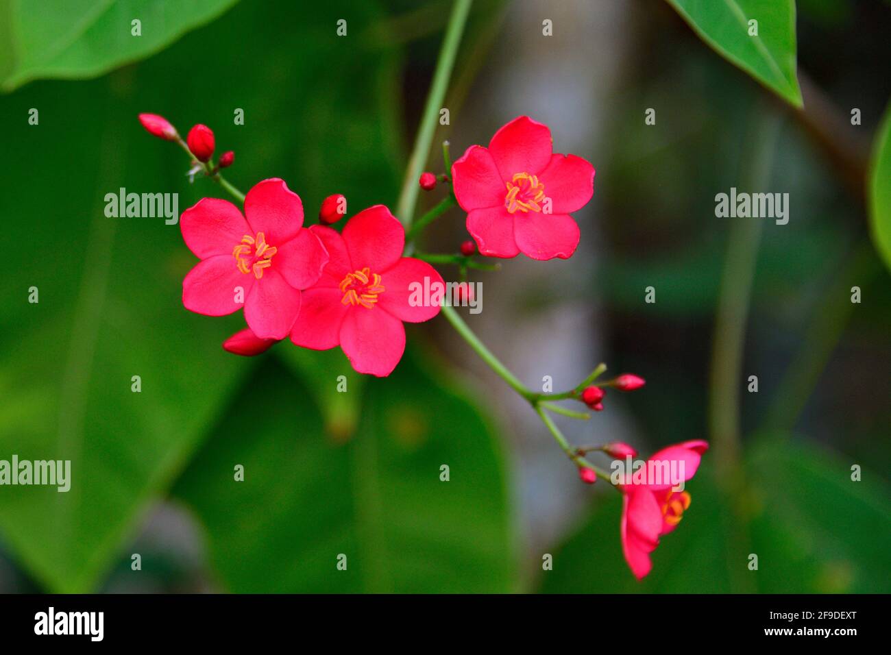 Red flower of guam hires stock photography and images Alamy