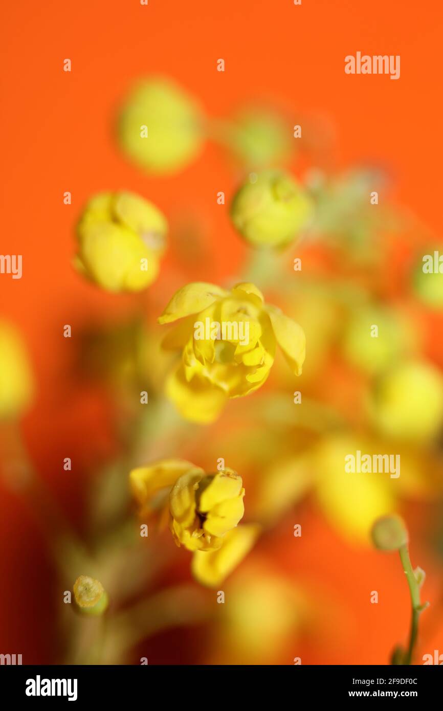 Flower blossom Berberis aquifolium family berberidaceae macro background modern high quality big size prints Stock Photo