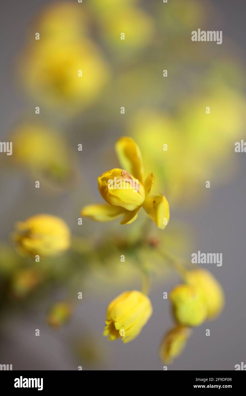 Flower blossom Berberis aquifolium family berberidaceae macro background modern high quality big size prints Stock Photo