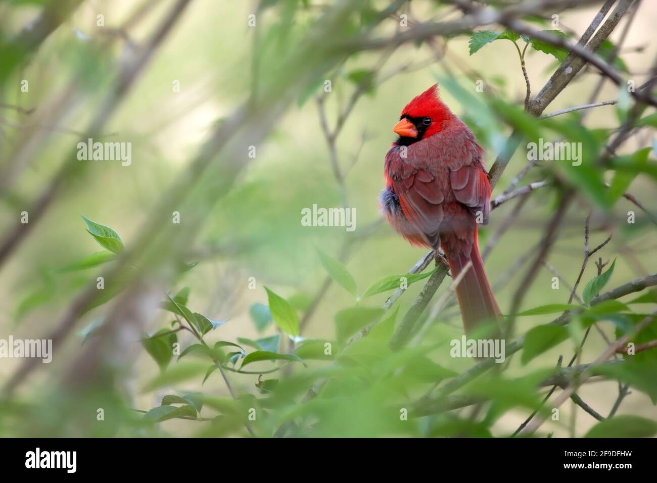 Male northern cardinal (Cardinalis cardinalis) - Asheville, North Carolina, USA Stock Photo
