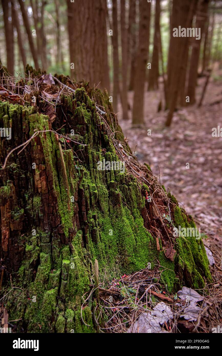 Green lichens adorn a decomposing pine stump Stock Photo