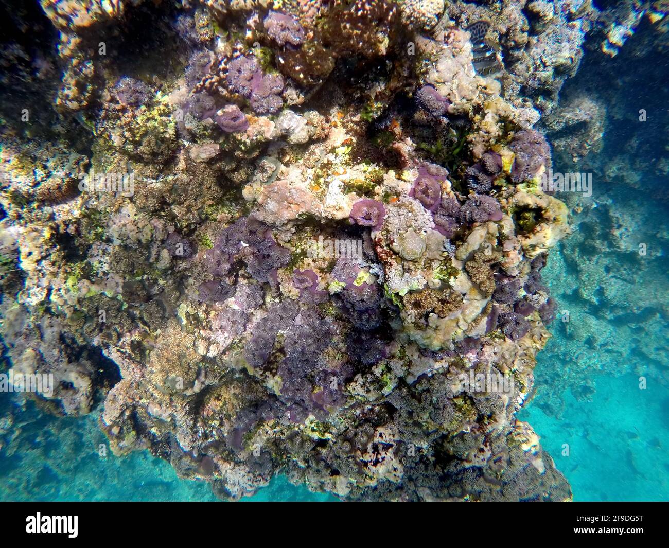 Purple sea anemones on a rock at Punta Cormorant, Floreana Island, Galapagos, Ecuador Stock Photo