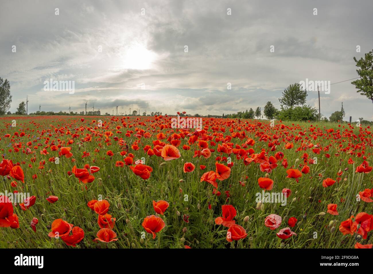A beautiful view of red poppy flowers growing in the field on a gloomy summer day Stock Photo