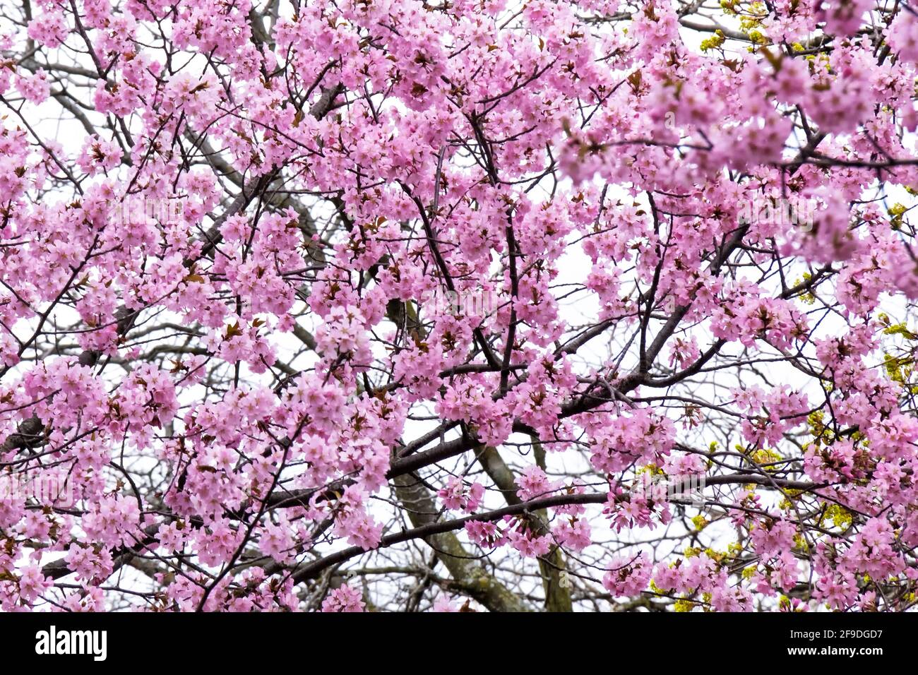 Toronto cherry blossoms hi-res stock photography and images - Alamy