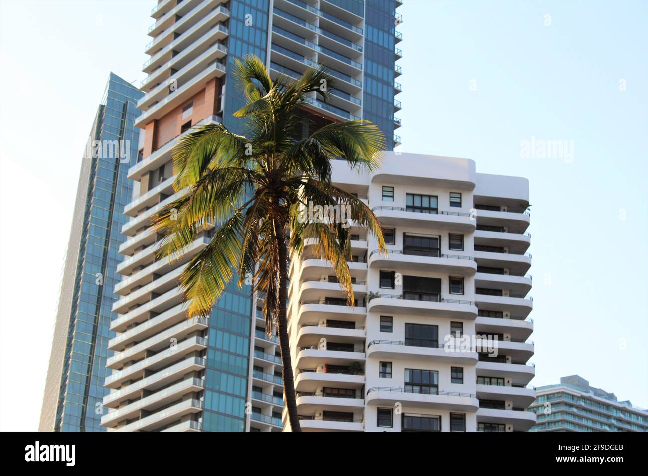 Tall condominiums in Brickell, Miami Florida. Large palm tree in the foreground.  Brickell East Condo Association Inc and Echo Brickell Residences Stock Photo