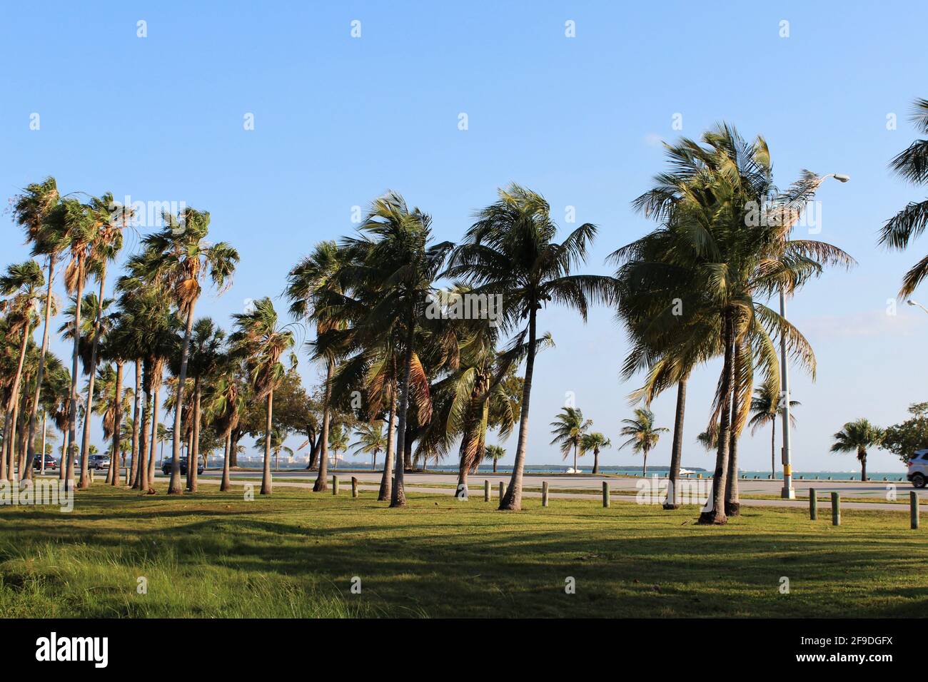 Beautiful sunny day in Key Biscayne, Florida. Large palm trees with ocean background and boats. Stock Photo