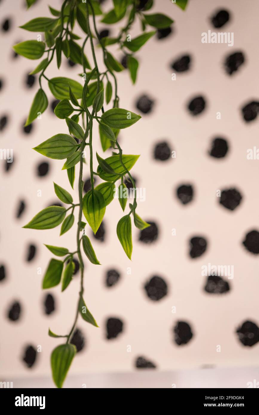 The hanging leaves with the black dots in the background, use as background. Stock Photo