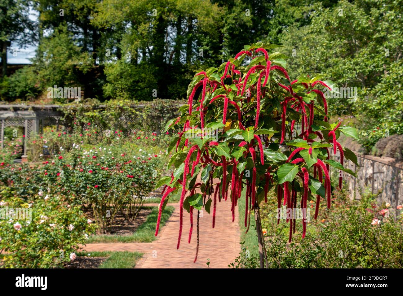 Acalypha Hispida with it's distinctive red flowers Stock Photo