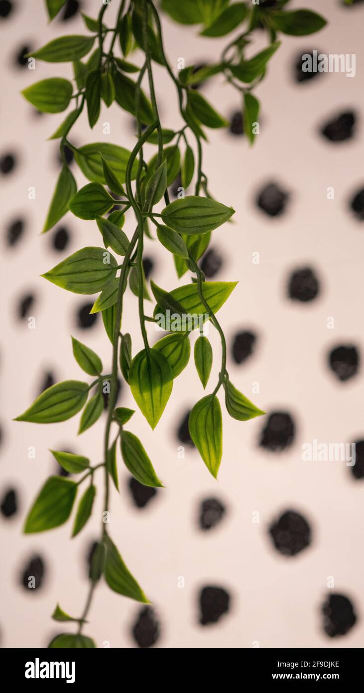 The hanging leaves with the black dots in the background, use as background. Stock Photo