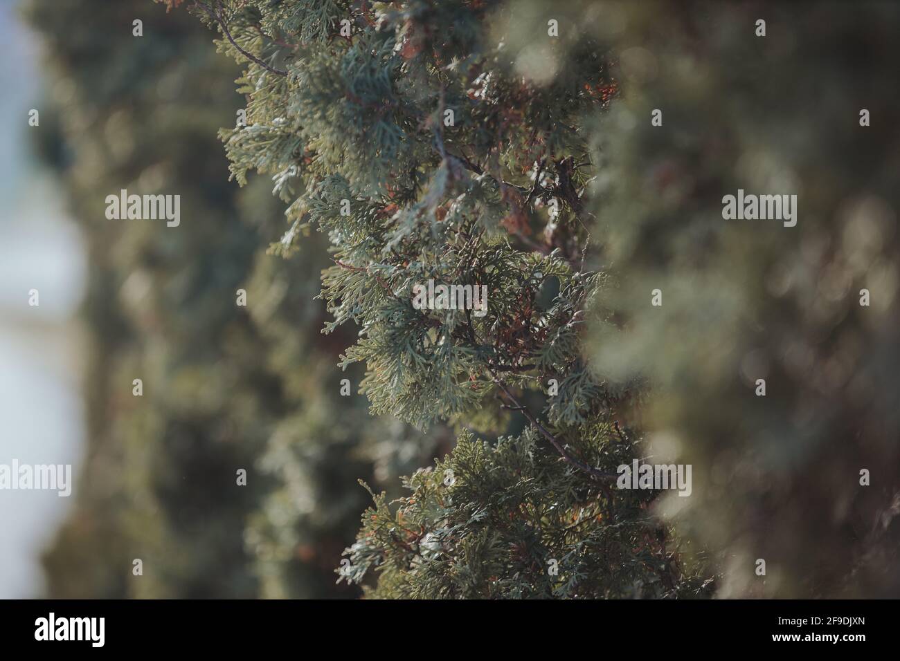 A selective focus shot of a green branch of a pine tree on a bright ...