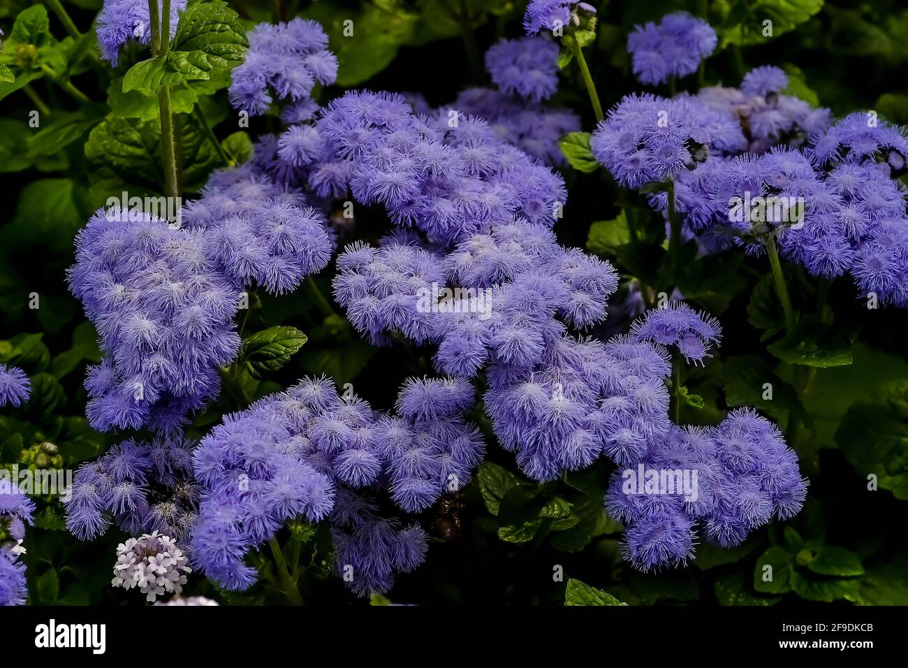 Flower of the blue Billygoat-weed, Bluemink, Flossflower or blue Danube - Ageratum houstonianum - in summer, Bavaria, Germany Stock Photo