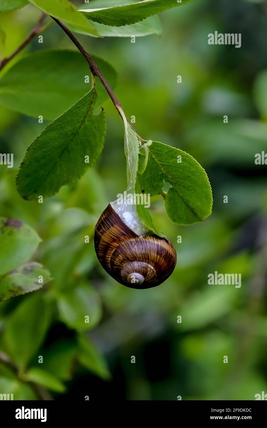 Smaller banded snail or white-lip gardensnail or garden snail - Cepaea - in summer on the leaf of a bush, Bavaria, Germany Stock Photo